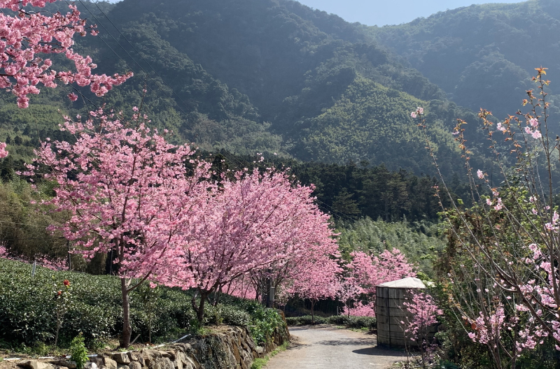 Alishan scenery